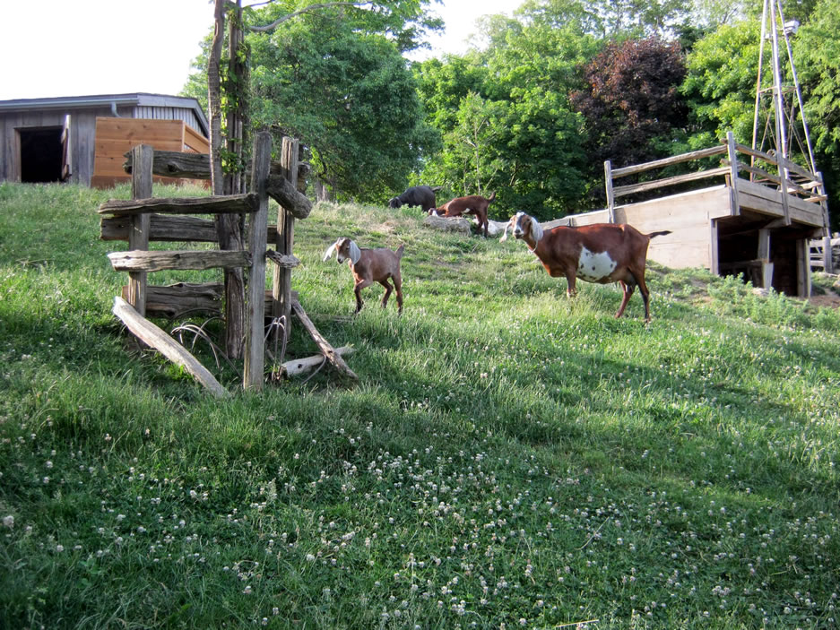 Riverdale Farm goats Riverdale Farm goats