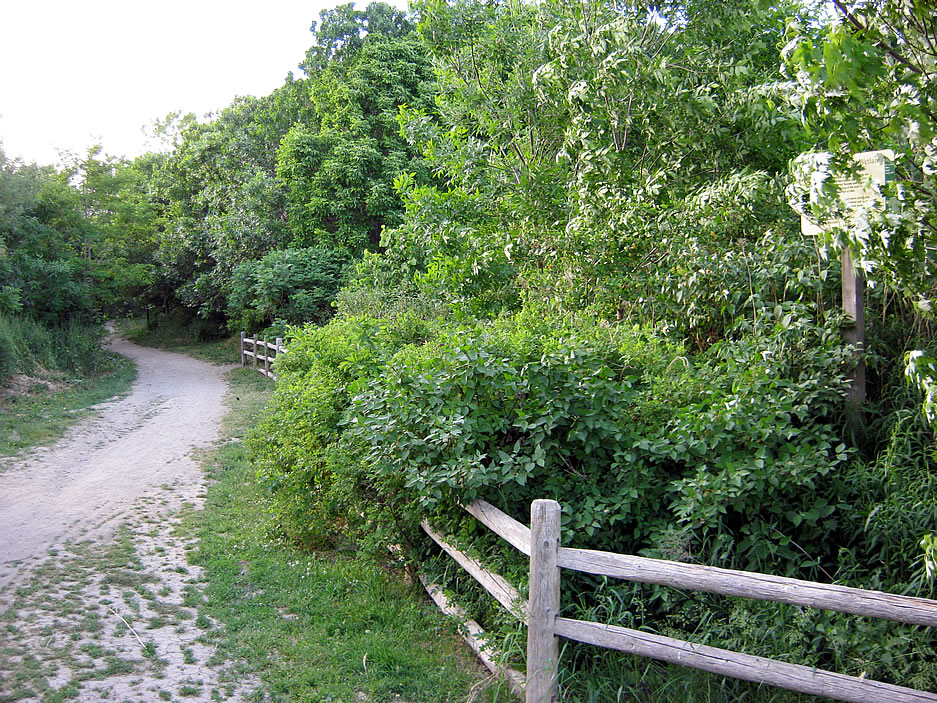 Royal Drive at the Riverdale Park East Wetlands Royal Drive at the Riverdale Park East Wetlands